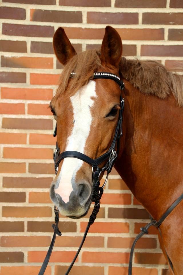 Welsh Cob (sec D) Money Penny billede 1