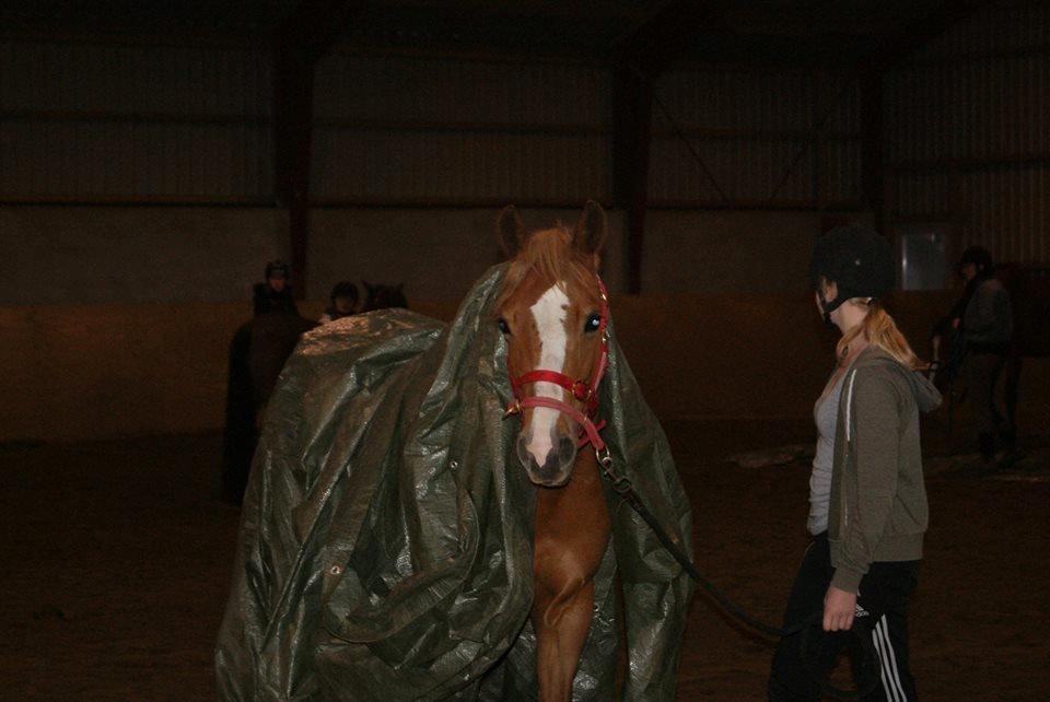 Welsh Cob (sec D) Money Penny billede 3