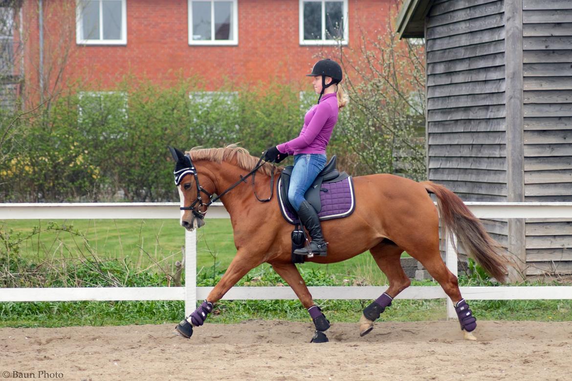 Welsh Cob (sec D) Money Penny billede 2