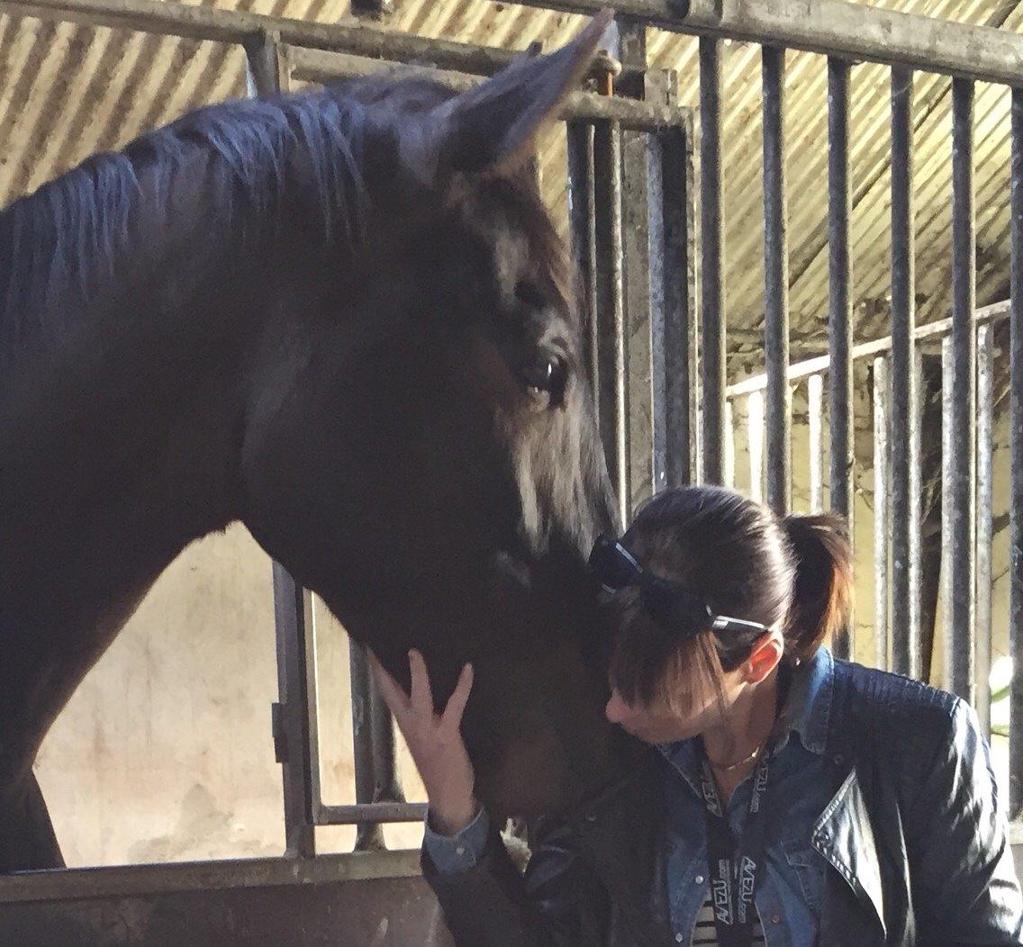 Holstener Chester billede 1