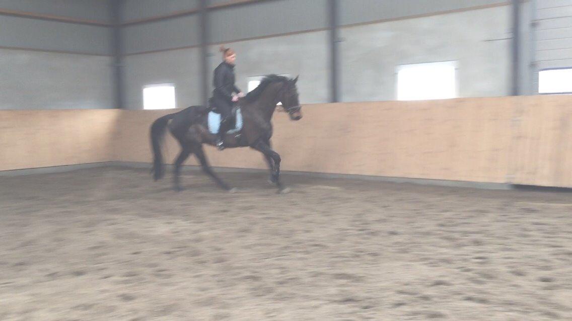 Holstener Chester billede 3