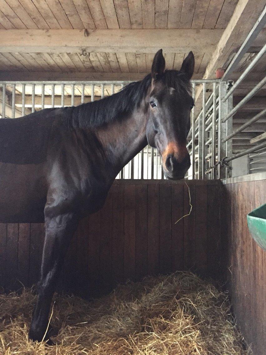 Holstener Chester billede 2