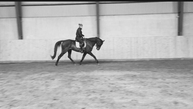 Holstener Chester billede 4