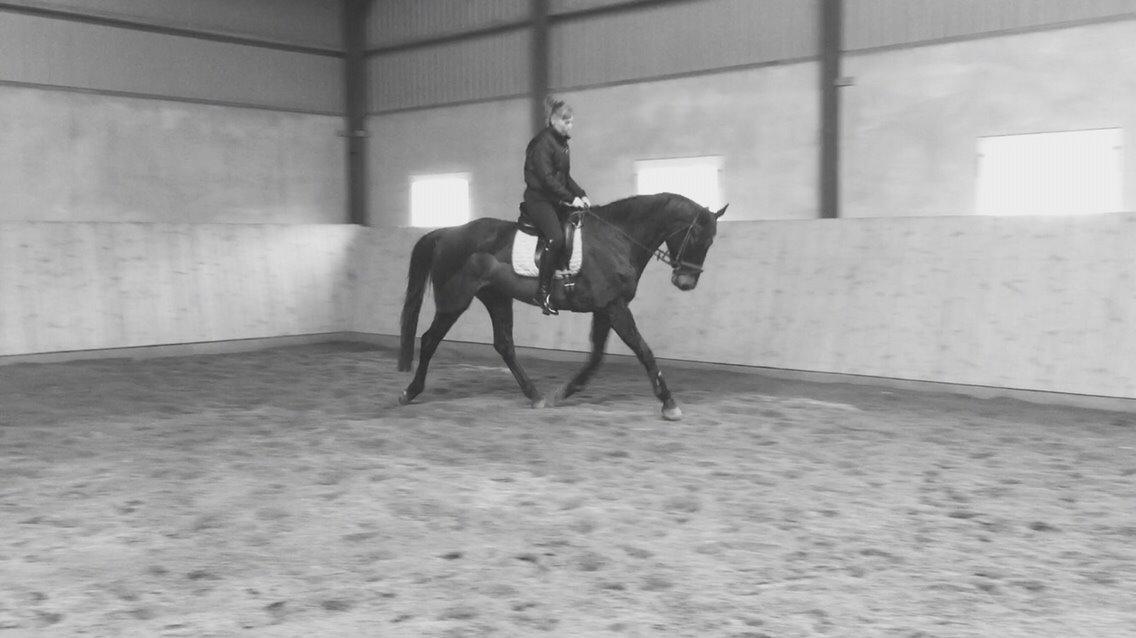 Holstener Chester billede 5