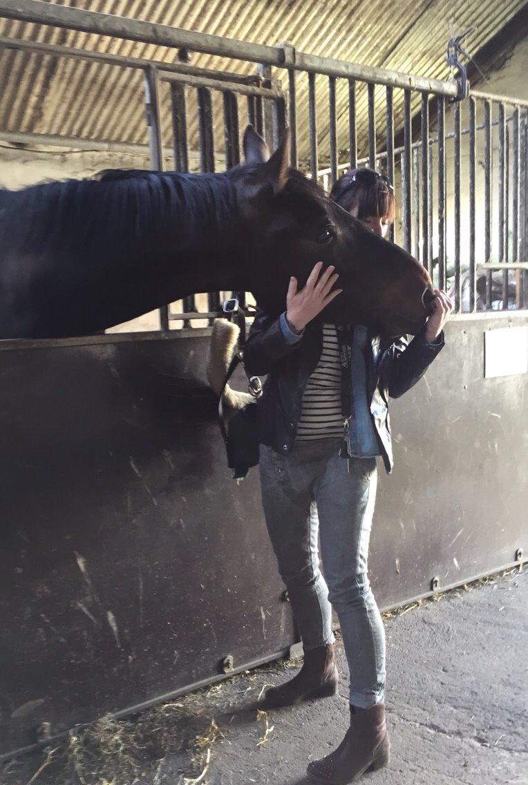 Holstener Chester billede 7