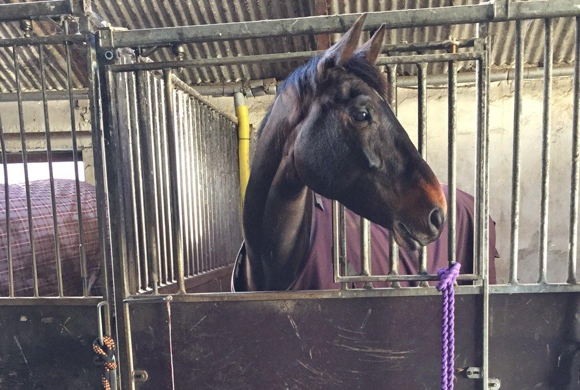 Holstener Chester billede 8