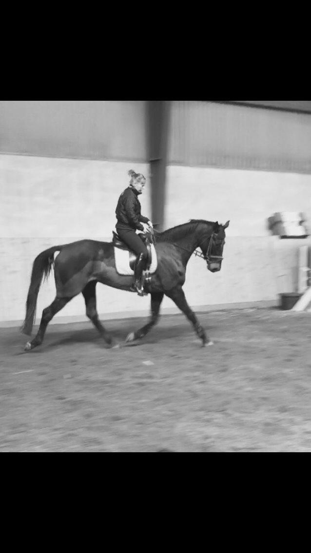 Holstener Chester billede 9