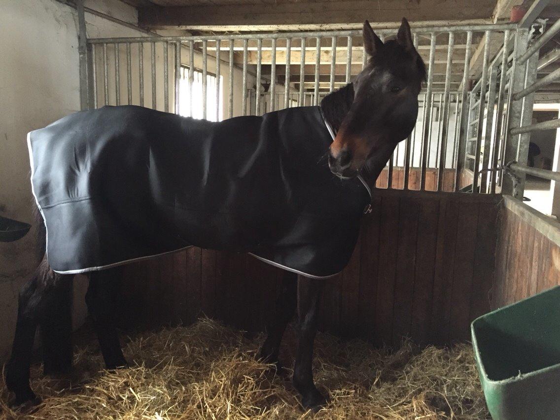 Holstener Chester billede 10