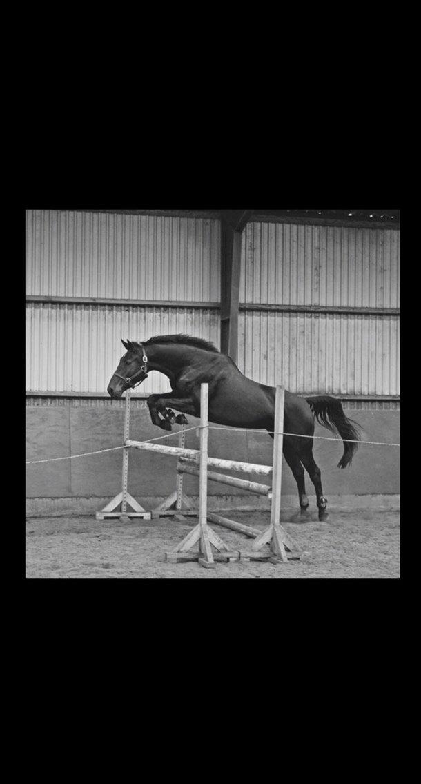 Holstener Chester billede 11