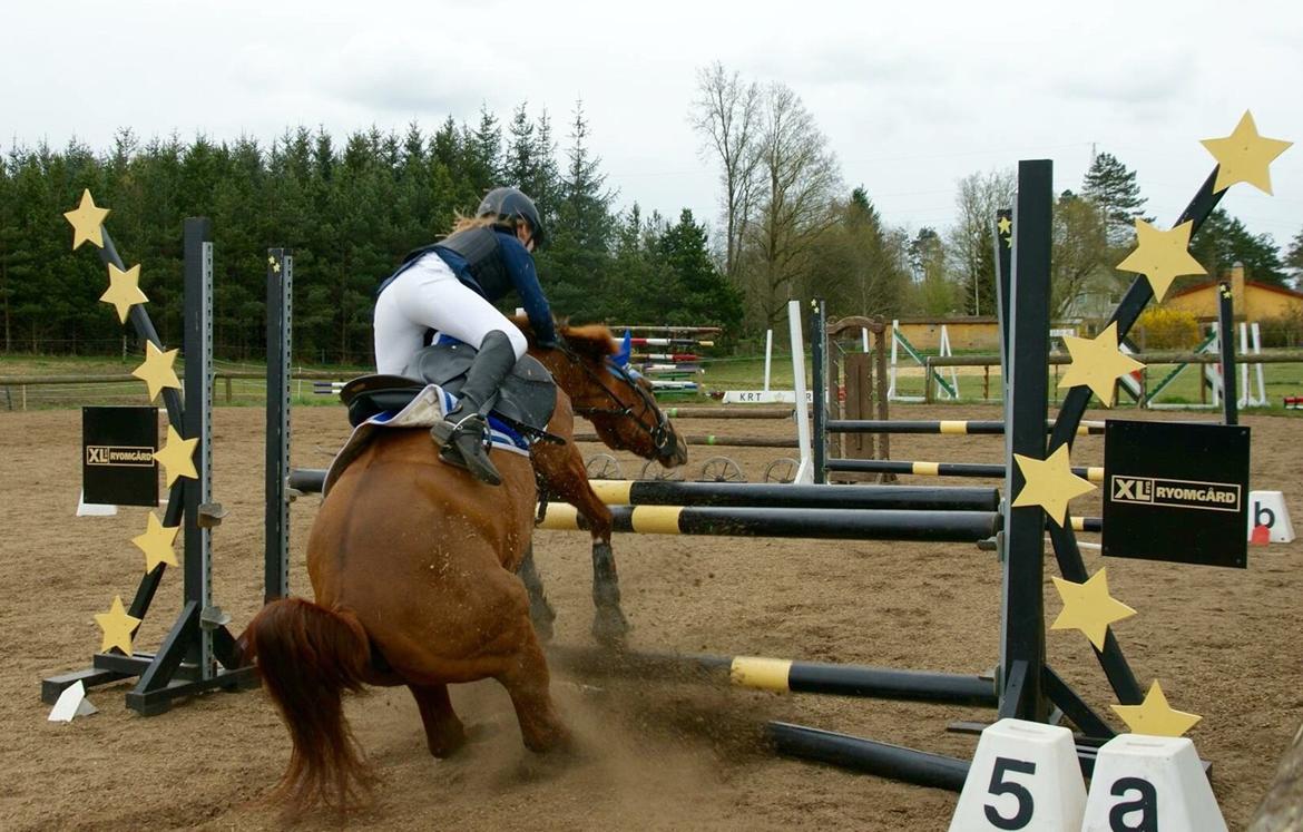 Anden særlig race EHC's Lamirz - LB1* lille stop... billede 16