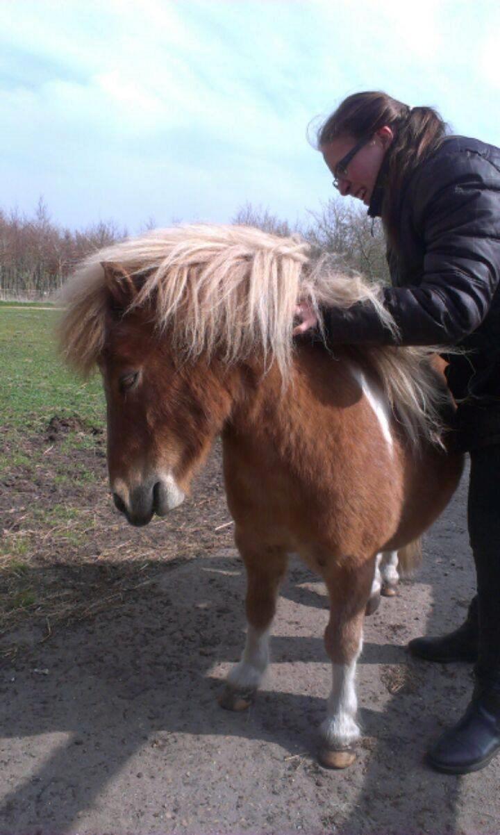 Shetlænder Winnetou billede 2