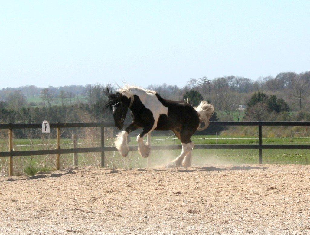 Drumhorse King William Wings of Wulcan - Registeret i EU og billede 26