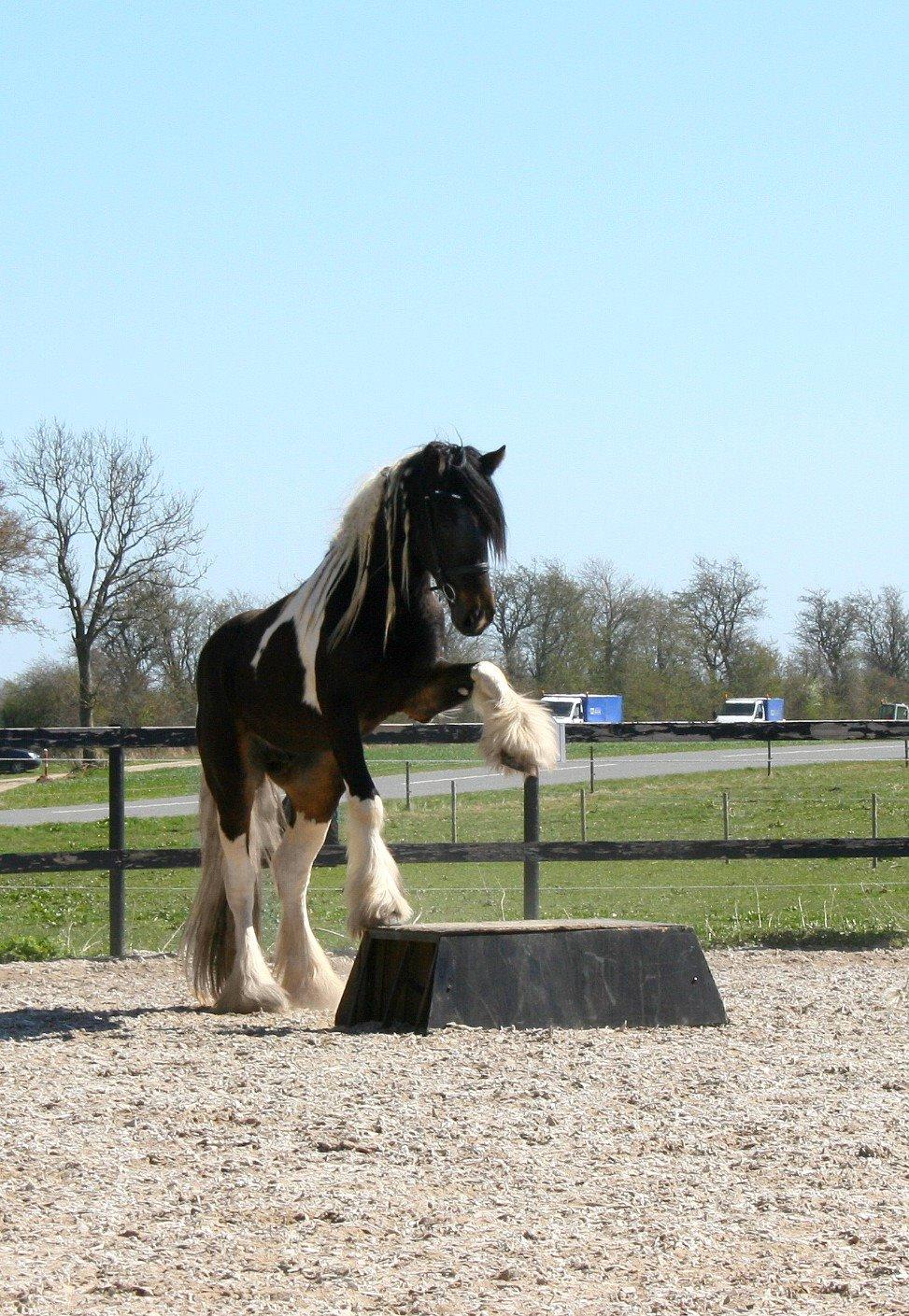 Drumhorse King William Wings of Wulcan - Registeret i EU og billede 19