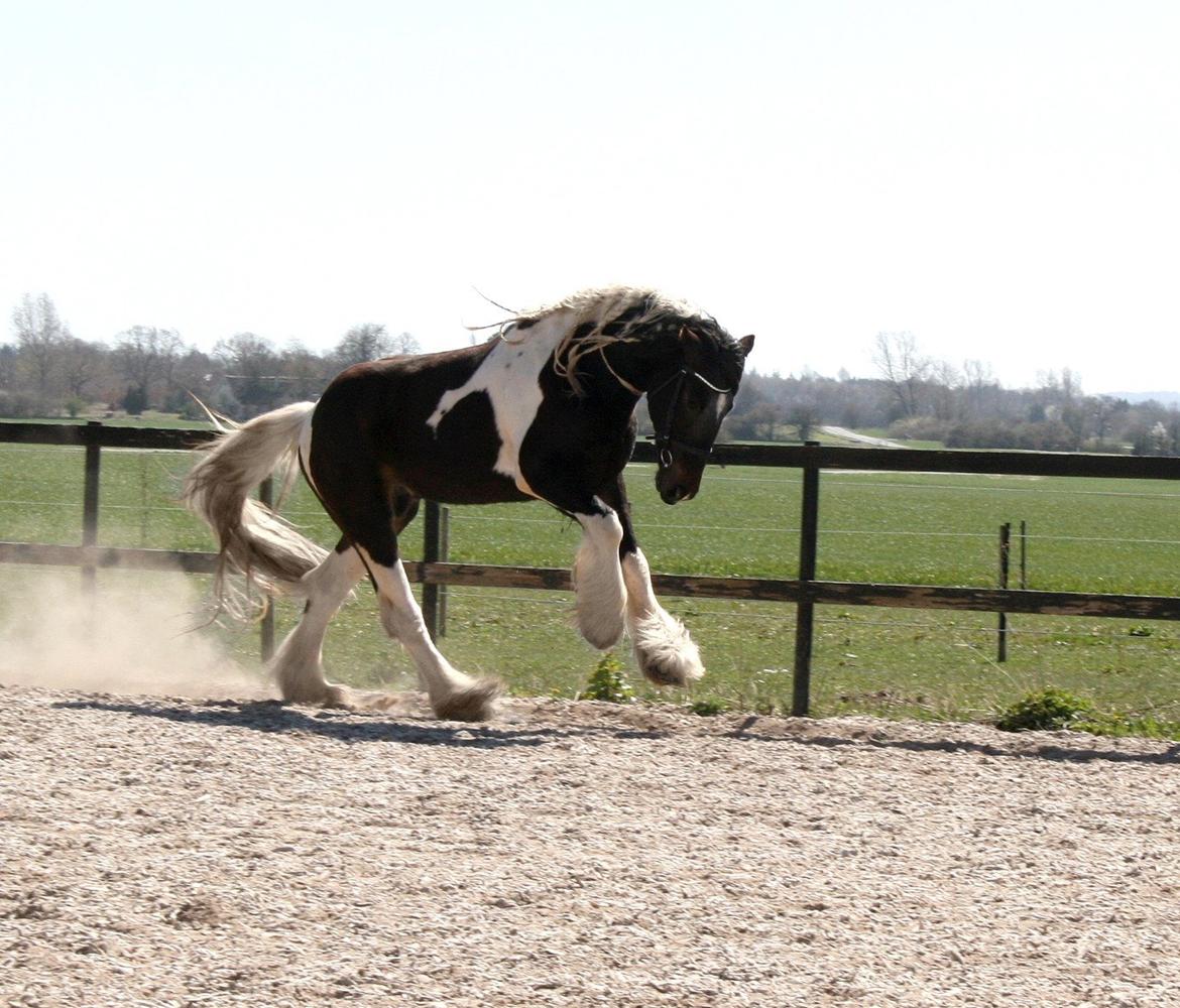 Drumhorse King William Wings of Wulcan - Registeret i EU og billede 29