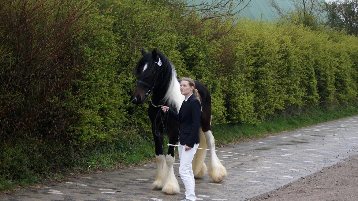 Drumhorse King William Wings of Wulcan - Registeret i EU og billede 32