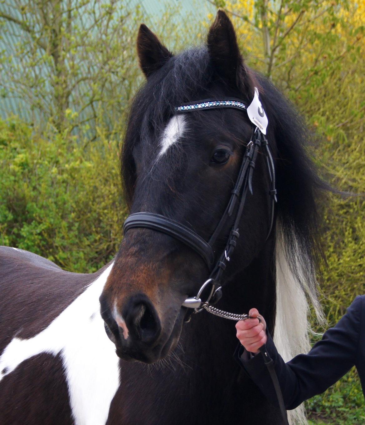 Drumhorse King William Wings of Wulcan - Registeret i EU og billede 33
