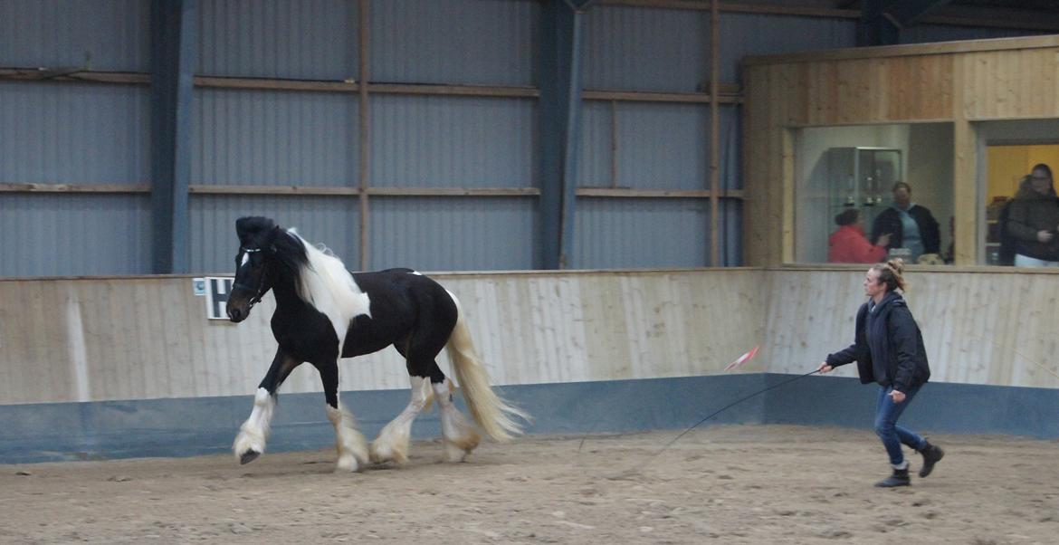 Drumhorse King William Wings of Wulcan - Registeret i EU og billede 35