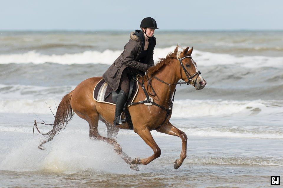 Palomino Søvig Mølles Spirit billede 2