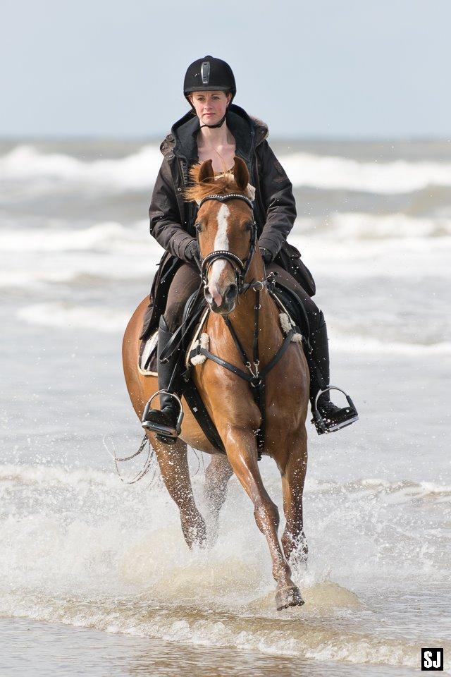 Palomino Søvig Mølles Spirit billede 3