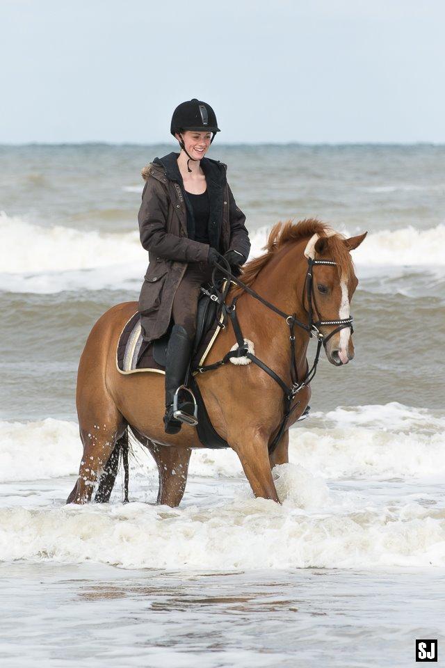 Palomino Søvig Mølles Spirit billede 4