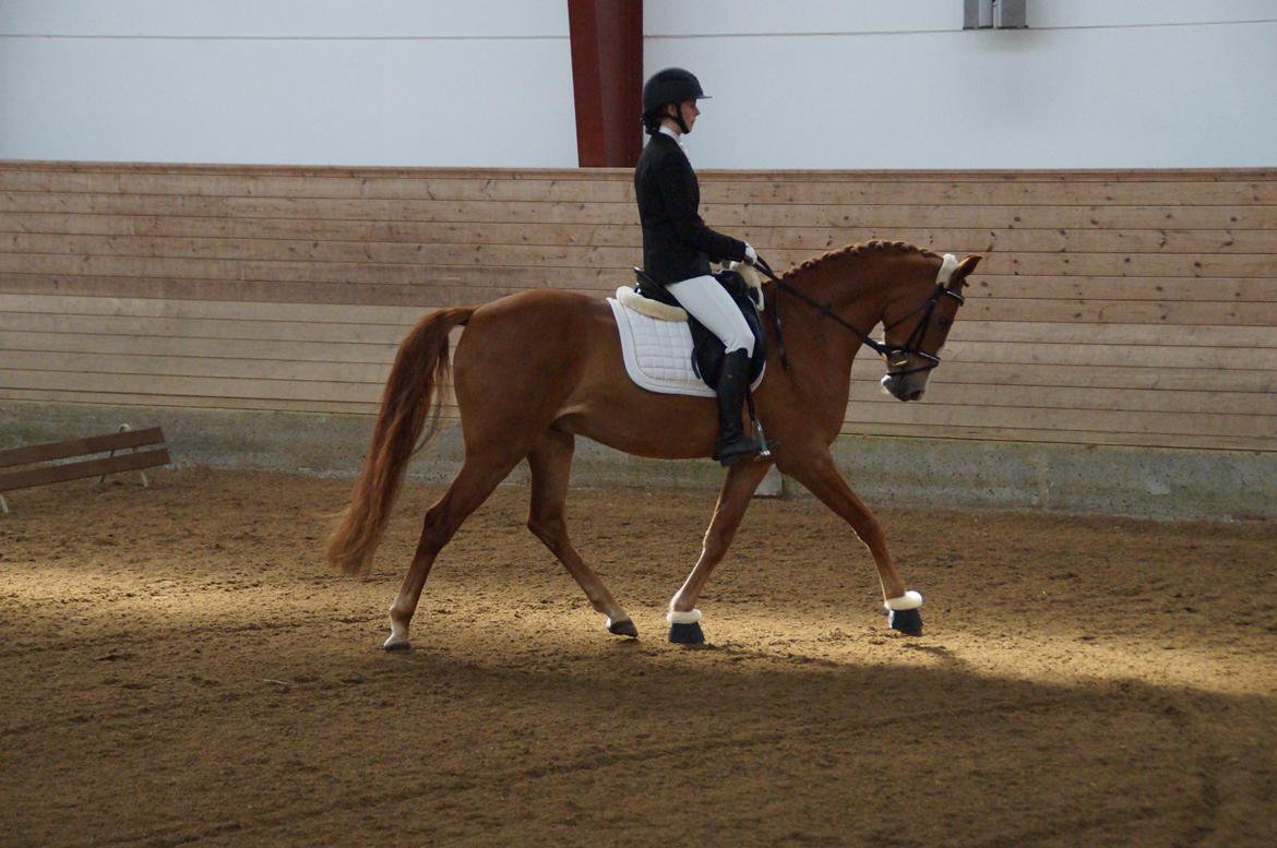 Palomino Søvig Mølles Spirit billede 12