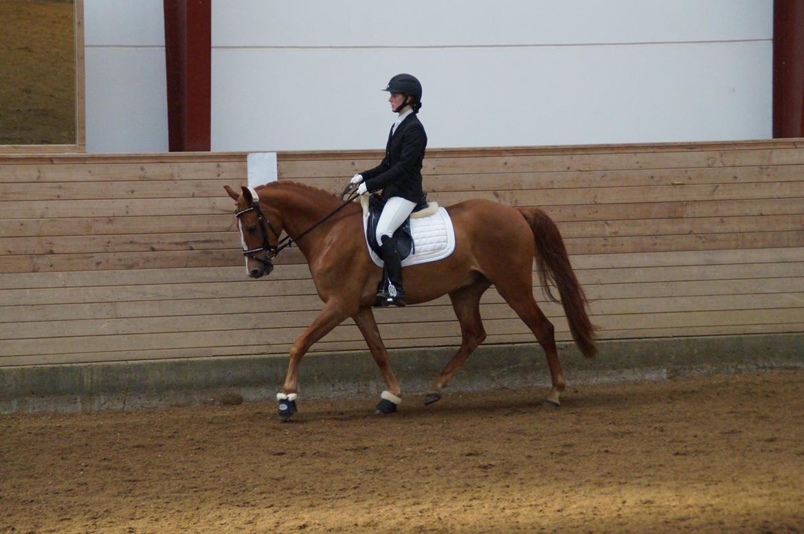 Palomino Søvig Mølles Spirit billede 13