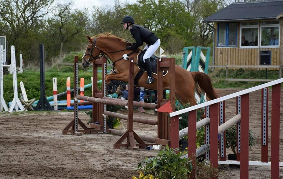 Palomino Søvig Mølles Spirit billede 18