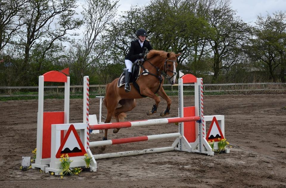 Palomino Søvig Mølles Spirit billede 17