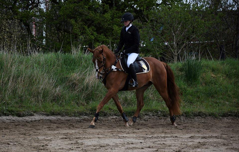 Palomino Søvig Mølles Spirit billede 14