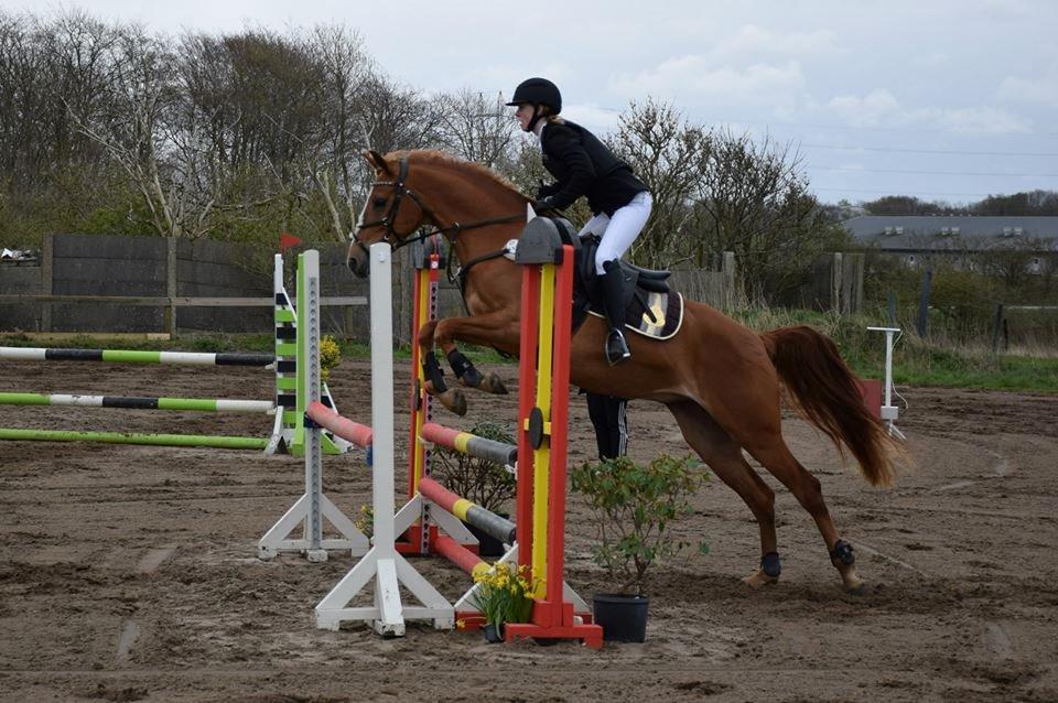 Palomino Søvig Mølles Spirit billede 15