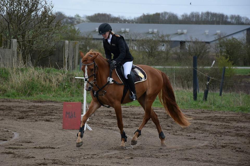 Palomino Søvig Mølles Spirit billede 19