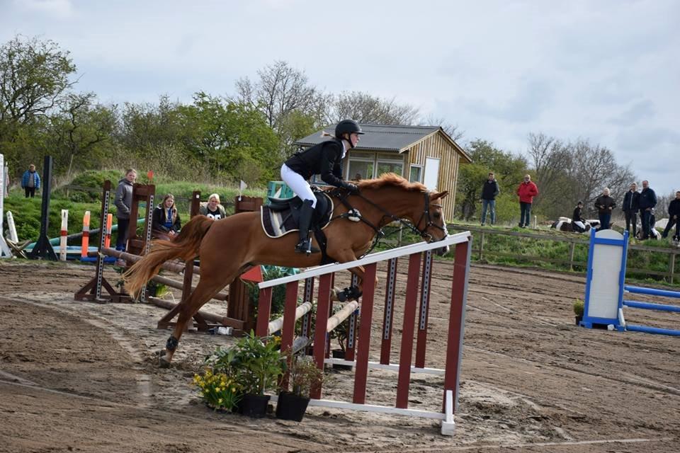 Palomino Søvig Mølles Spirit billede 16