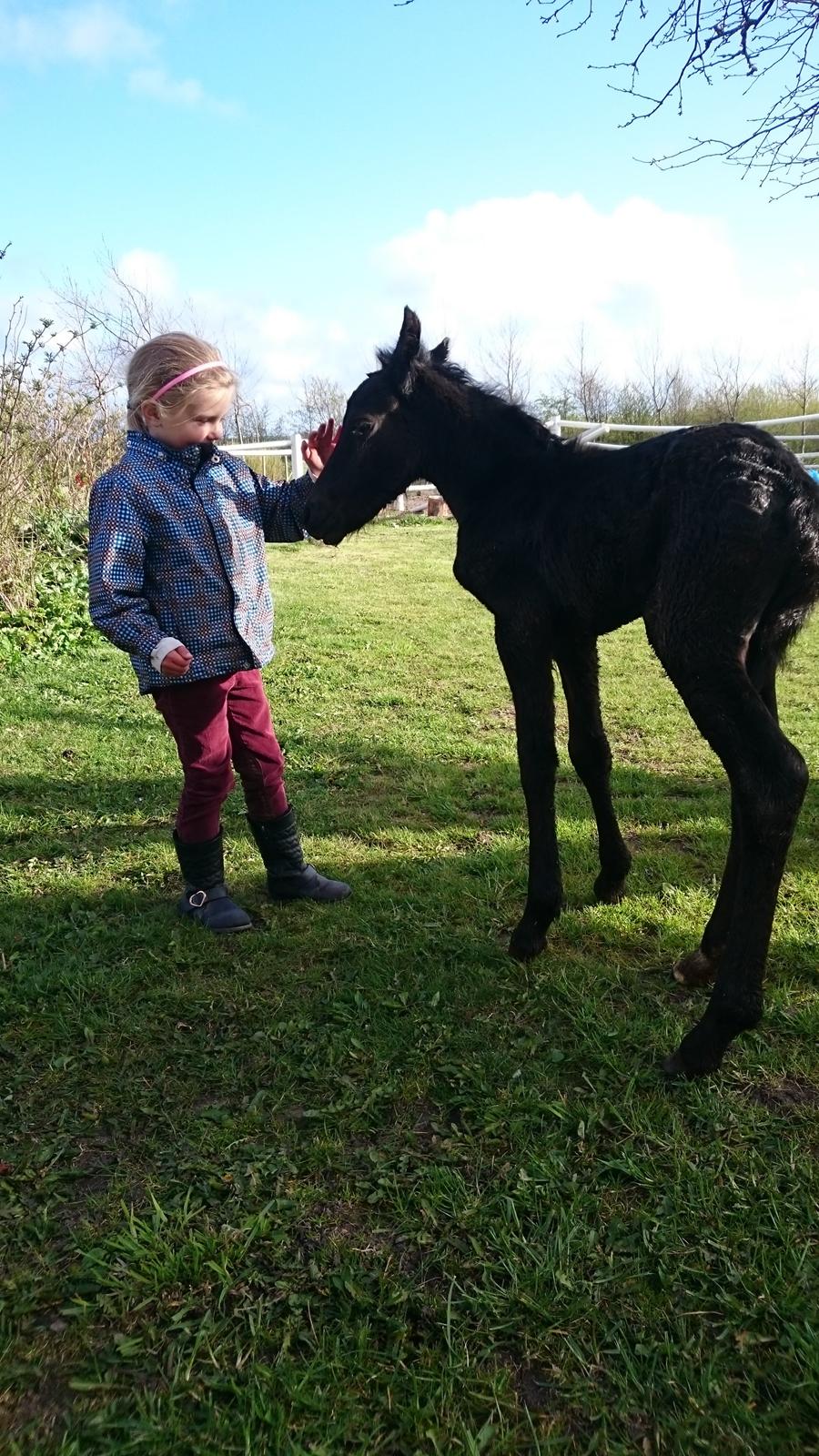 Barockpinto hmsogwestern's Black Magic billede 6