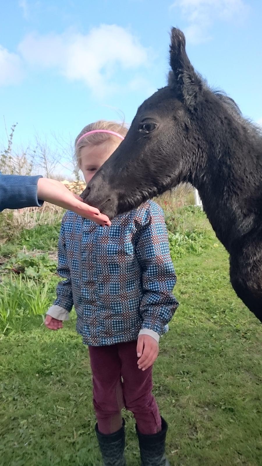 Barockpinto hmsogwestern's Black Magic billede 8