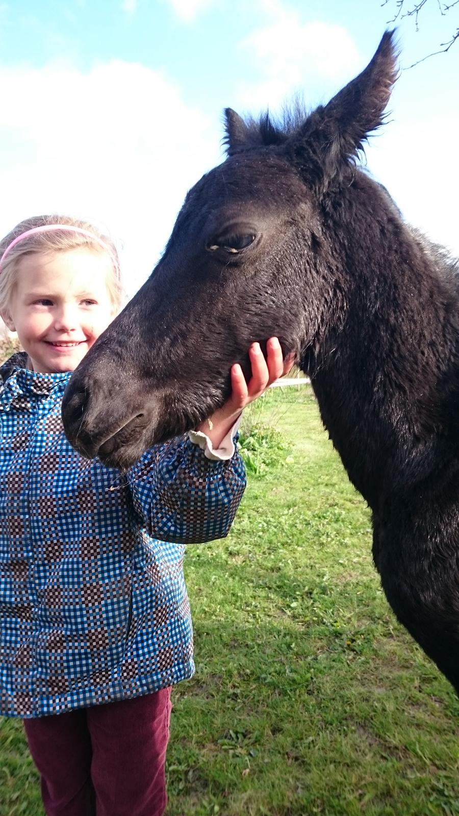 Barockpinto hmsogwestern's Black Magic billede 3