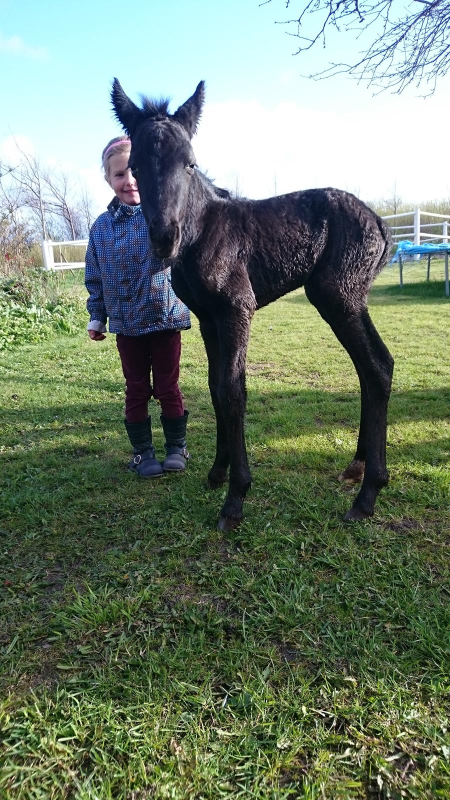 Barockpinto hmsogwestern's Black Magic billede 7