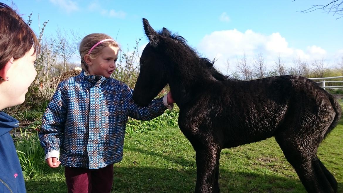 Barockpinto hmsogwestern's Black Magic billede 9