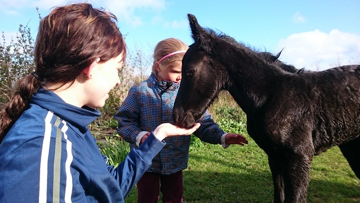 Barockpinto hmsogwestern's Black Magic billede 1