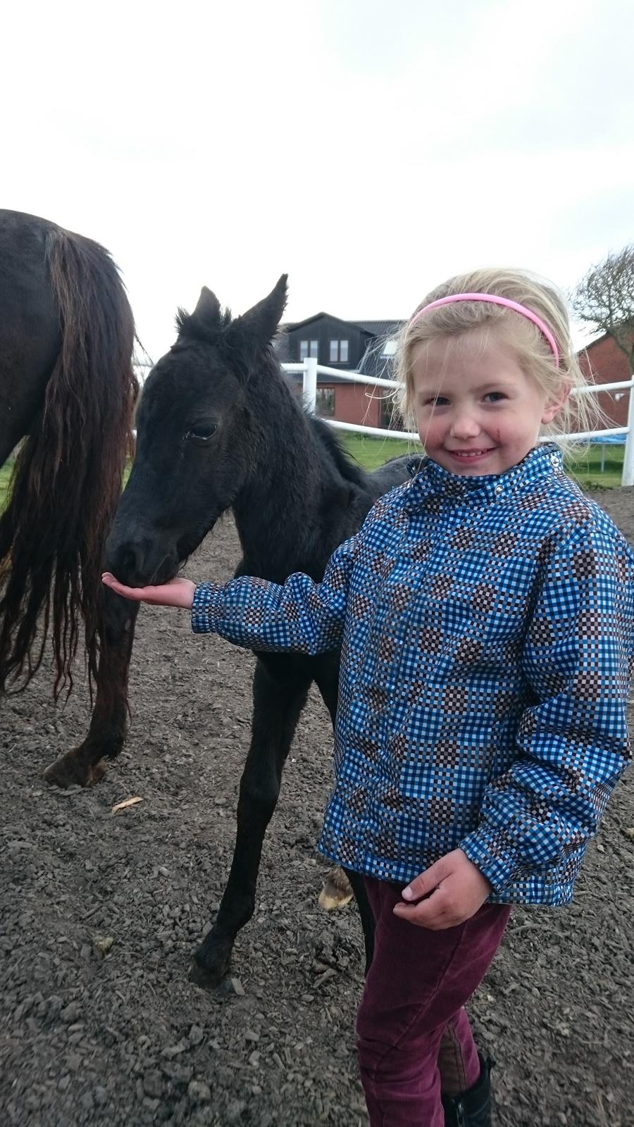 Barockpinto hmsogwestern's Black Magic billede 14