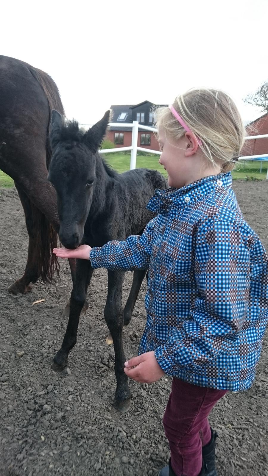 Barockpinto hmsogwestern's Black Magic billede 13