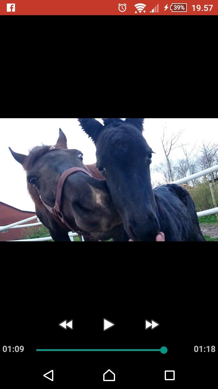 Barockpinto hmsogwestern's Black Magic billede 11