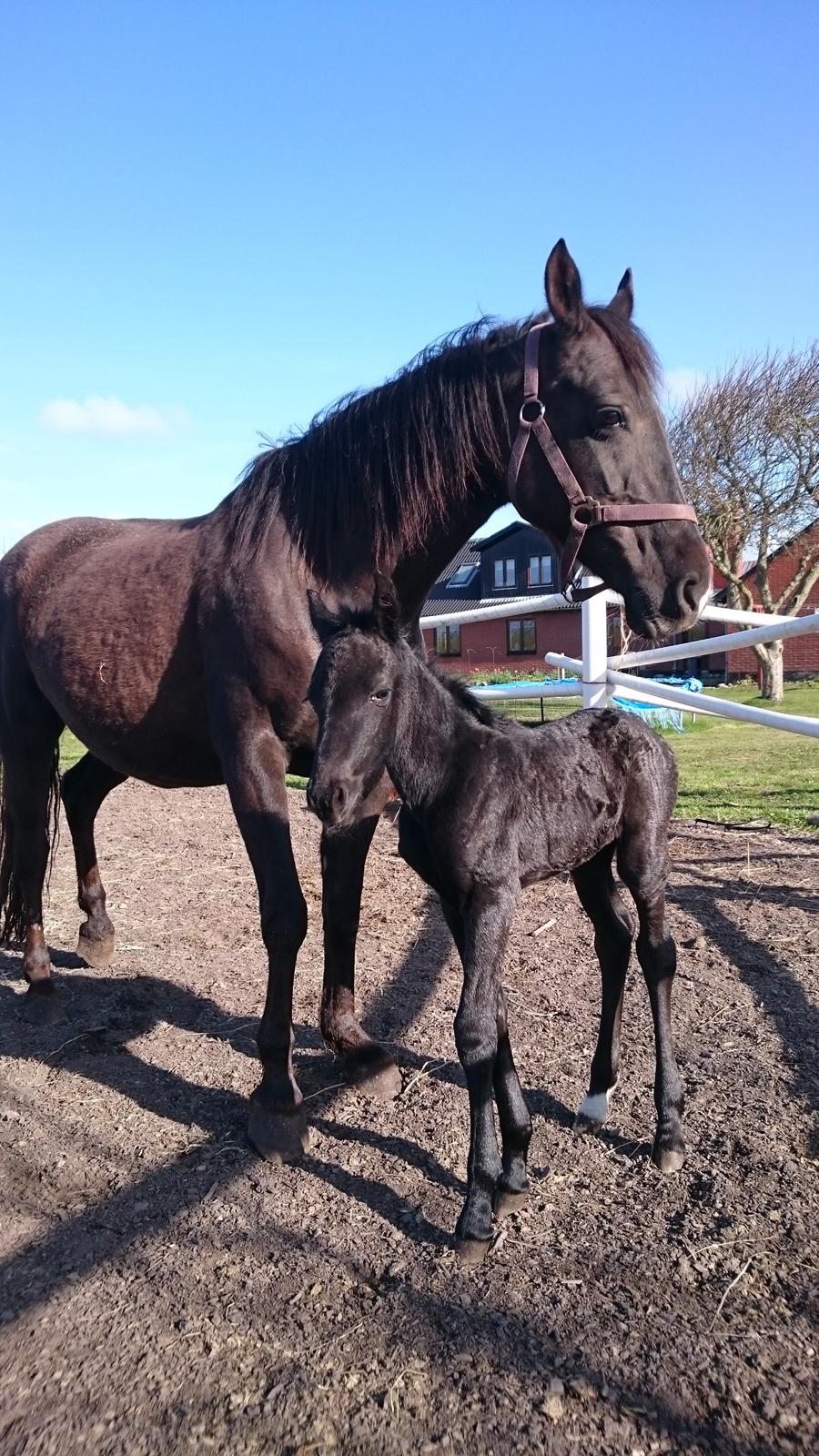 Barockpinto hmsogwestern's Black Magic billede 4