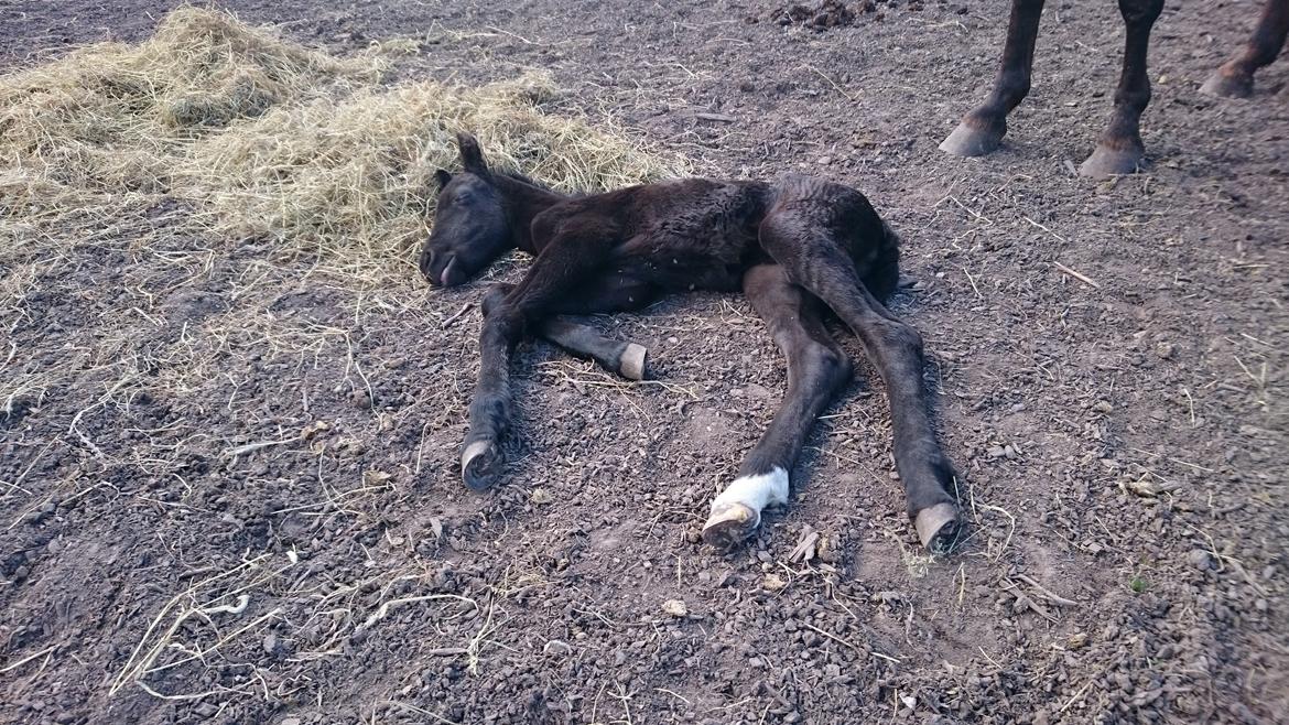 Barockpinto hmsogwestern's Black Magic billede 15