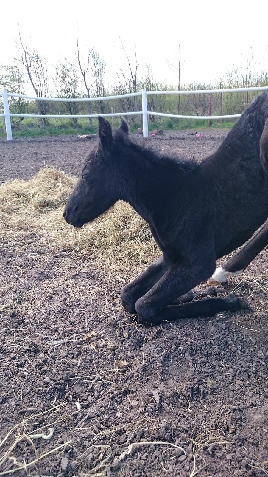 Barockpinto hmsogwestern's Black Magic billede 5