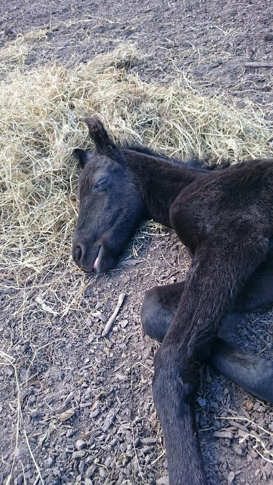 Barockpinto hmsogwestern's Black Magic billede 2