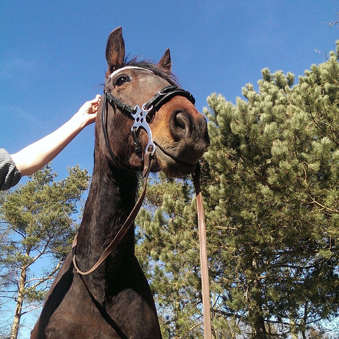 Pura Raza Española •*Menta CV*• billede 17