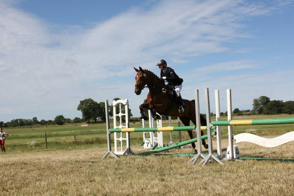 Dansk Varmblod Chili - Z (Ramona) billede 11