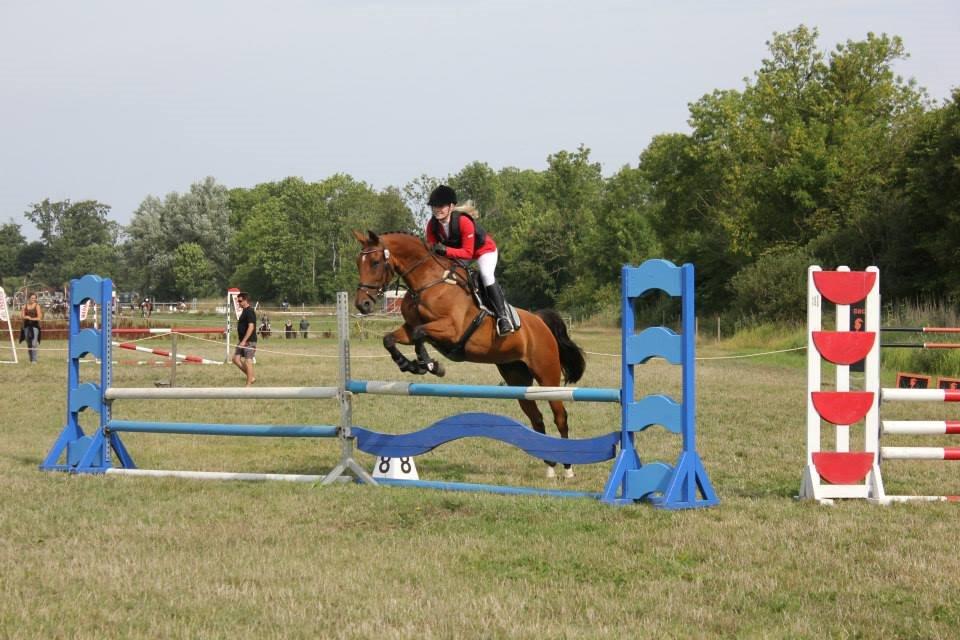 Dansk Varmblod Chili - Z (Ramona) billede 12