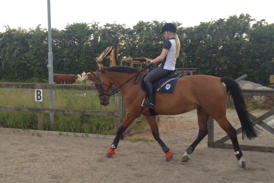 Dansk Varmblod Chili - Z (Ramona) billede 13