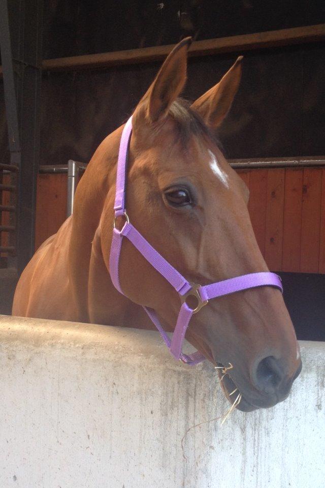 Dansk Varmblod Chili - Z (Ramona) billede 10